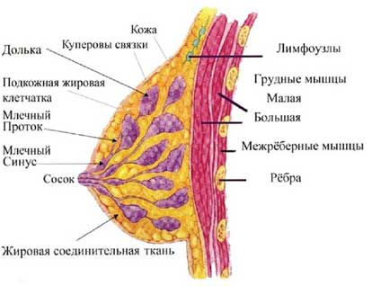 Строение молочной железы фото