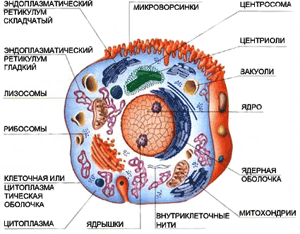 Будова клітини