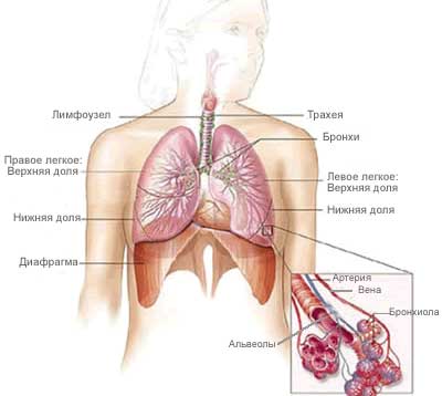 Онкология легких Аденокарцинома легких лечение