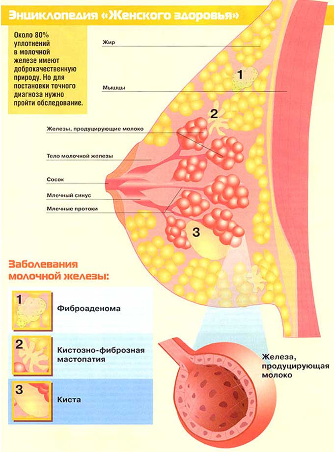 Строение молочной железы фото2